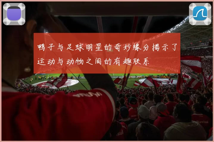 鸭子与足球明星的奇妙缘分揭示了运动与动物之间的有趣联系