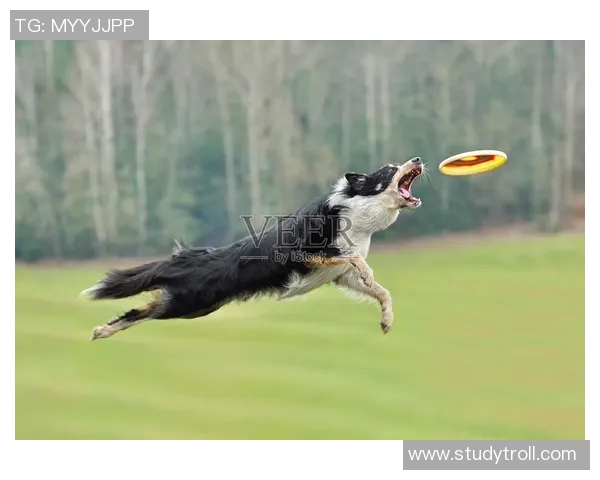 飞盘意识排行榜发布深圳飞盘队荣获第九名引发关注